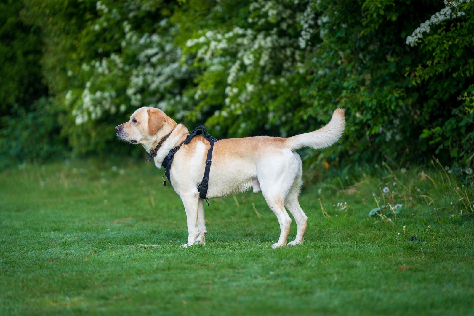 Perfil lateral de un perro labrador de pie en un jardín