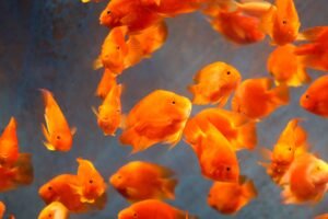 Peces dorados nadando en acuario de agua fría, ejemplo del tipo de tanque que no necesita espectro exigente para plantas