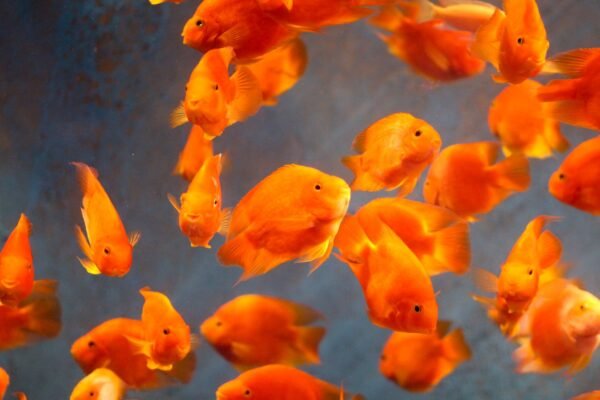Peces dorados nadando en acuario de agua fría, ejemplo del tipo de tanque que no necesita espectro exigente para plantas