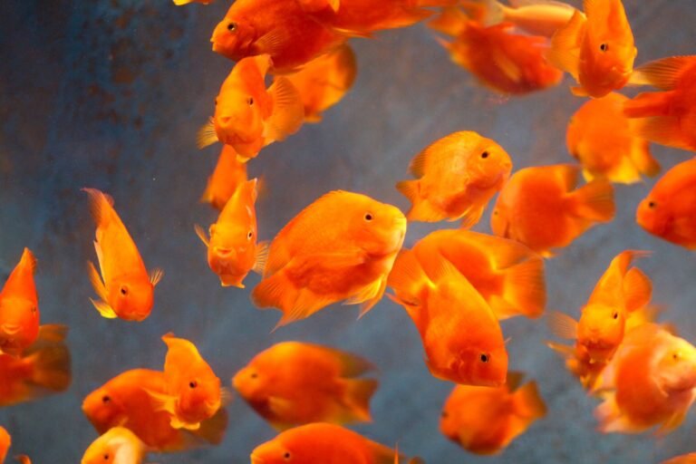 Peces dorados nadando en acuario de agua fría, ejemplo del tipo de tanque que no necesita espectro exigente para plantas