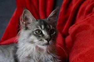 Gato Maine Coon adulto gris, raza grande que necesita un arenero de mayor tamaño