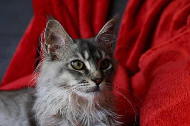 Gato Maine Coon adulto gris, raza grande que necesita un arenero de mayor tamaño