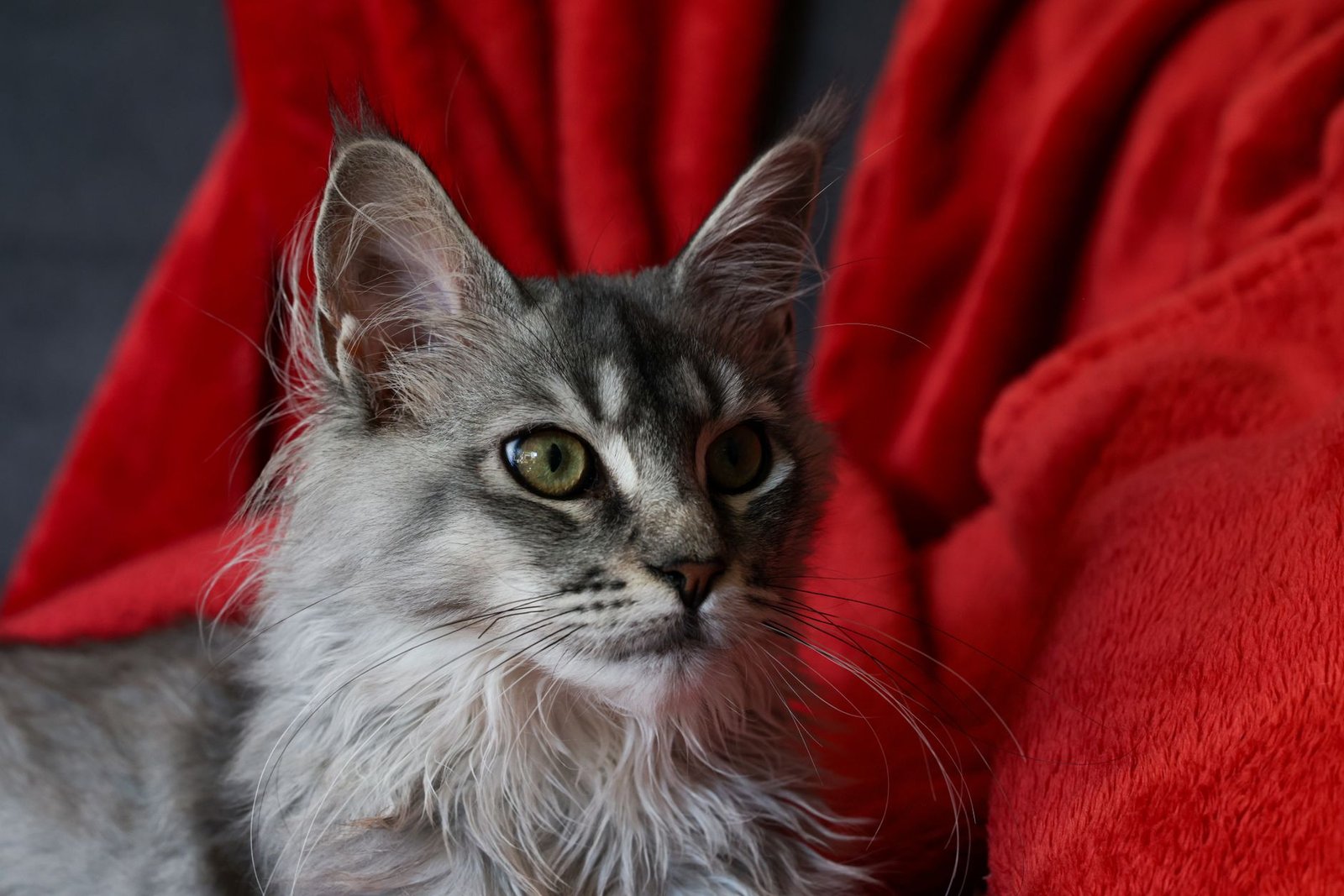Gato Maine Coon adulto gris, raza grande que necesita un arenero de mayor tamaño