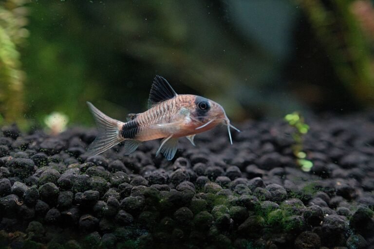Peces corydoras nadando sobre el sustrato natural de un acuario plantado