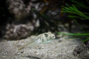 Pez globo moteado nadando en un acuario bien decorado
