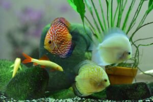 Acuario tropical con peces de colores, ejemplo de temperatura estable que un enfriador ayuda a mantener en verano