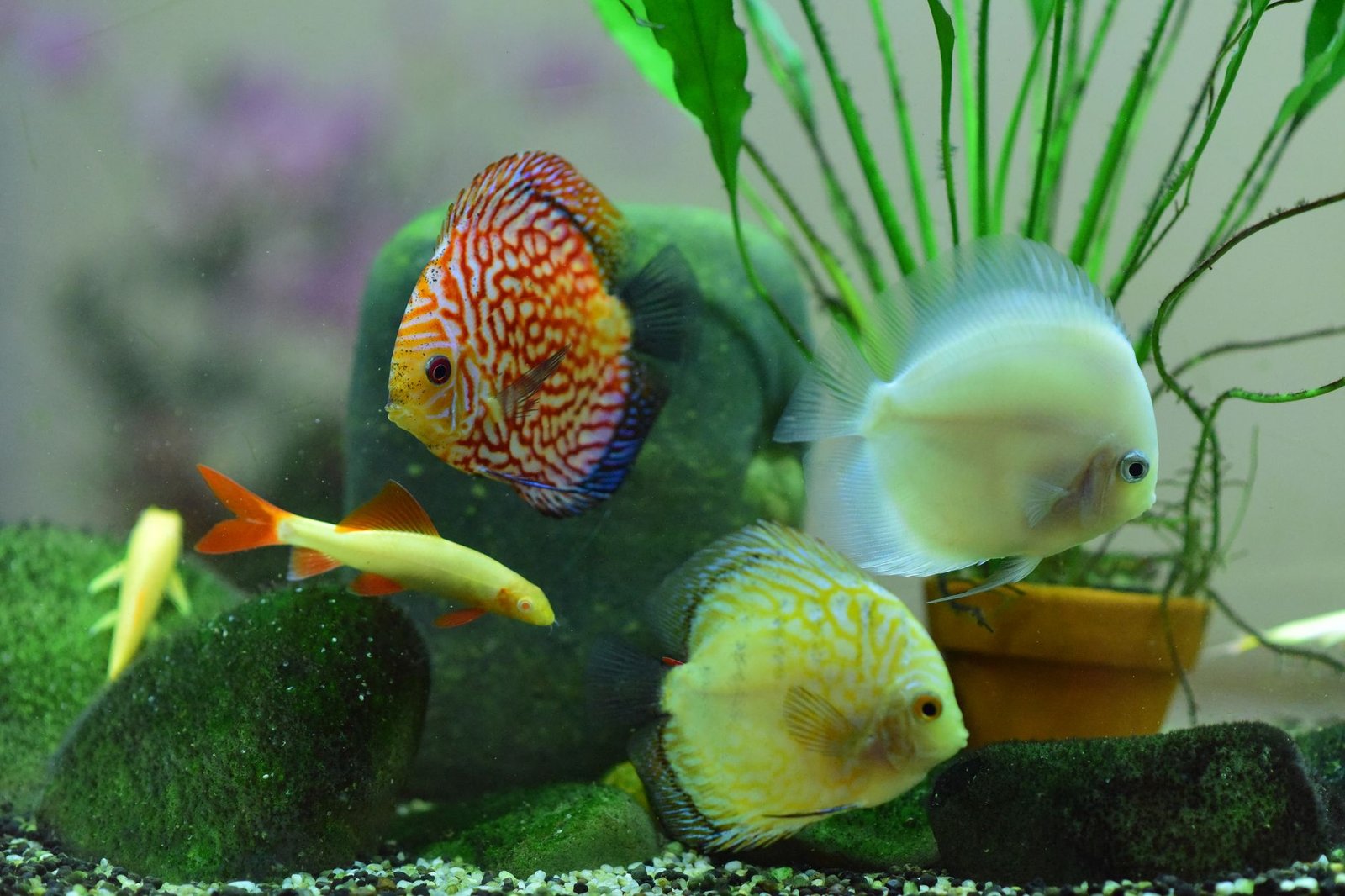 Acuario tropical con peces de colores, ejemplo de temperatura estable que un enfriador ayuda a mantener en verano