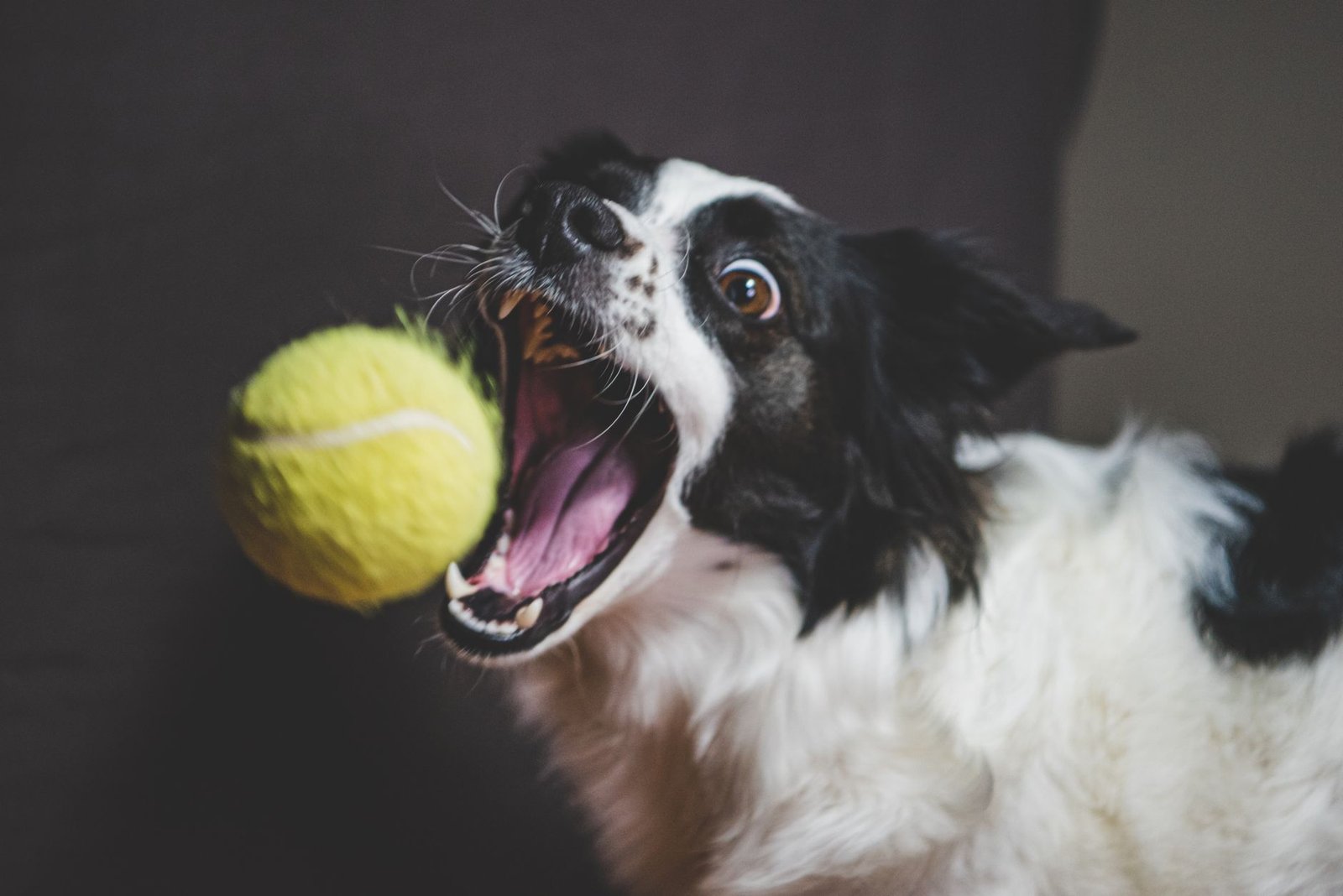 Border Collie atrapando una pelota de tenis en el aire