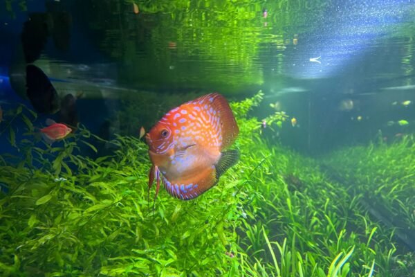 Peces disco en acuario plantado bien iluminado, ejemplo del efecto de una pantalla LED de espectro completo