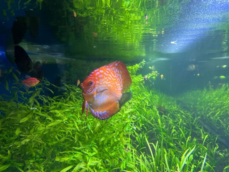 Peces disco en acuario plantado bien iluminado, ejemplo del efecto de una pantalla LED de espectro completo