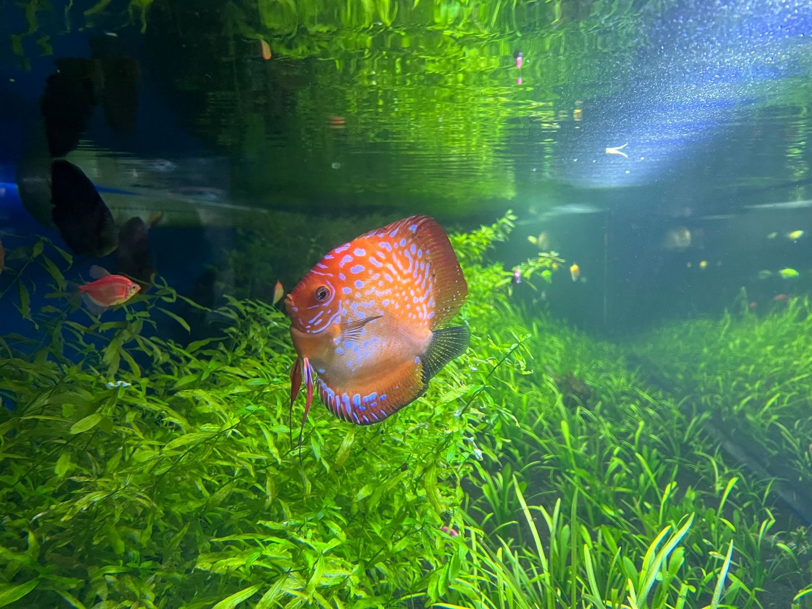 Peces disco en acuario plantado bien iluminado, ejemplo del efecto de una pantalla LED de espectro completo