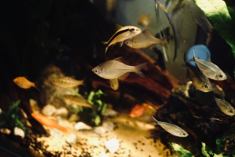 Acuario tropical con agua limpia mantenida por material filtrante biológico