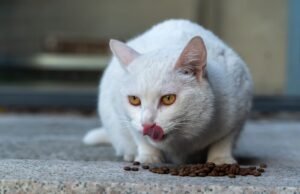 Gato relamiéndose junto a un comedero con pienso seco