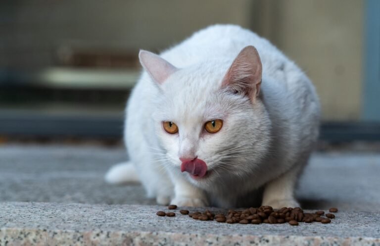 Gato relamiéndose junto a un comedero con pienso seco