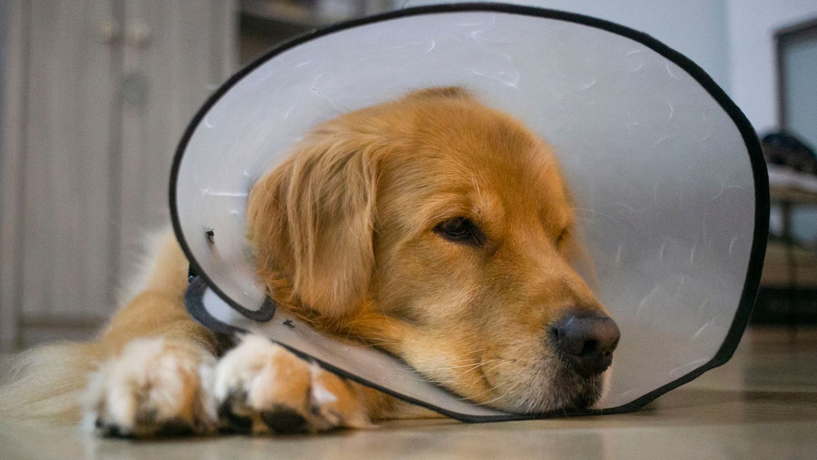 Golden retriever con cono veterinario descansando en casa durante su recuperación