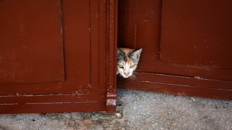 Gato asomándose por una puerta entreabierta
