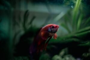 Pez betta de colores nadando en un nano acuario con plantas