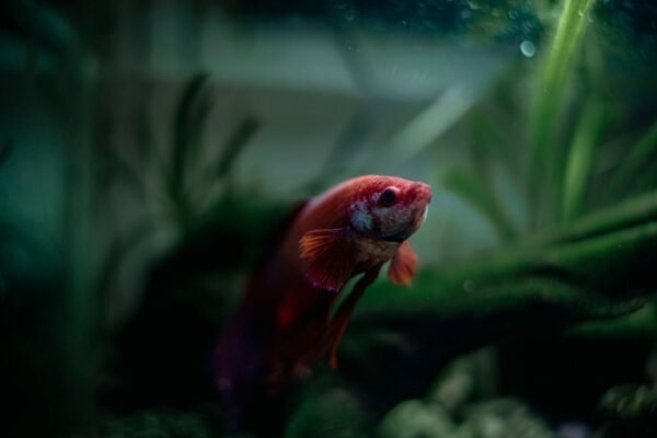 Pez betta de colores nadando en un nano acuario con plantas
