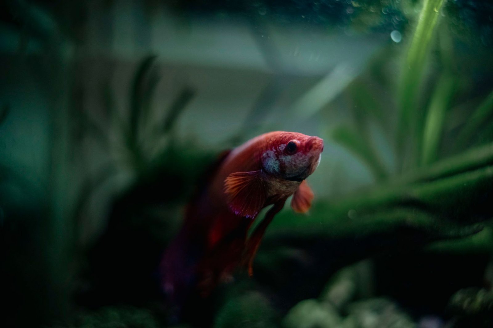 Pez betta de colores nadando en un nano acuario con plantas