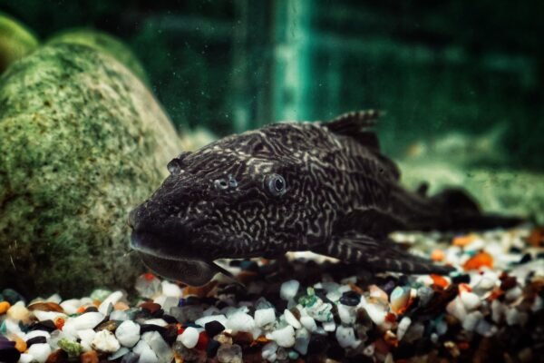 Pez plecostomus sobre grava decorativa en el fondo de un acuario