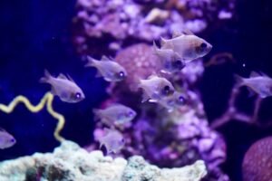 Peces nadando en un acuario marino con corriente de agua entre corales