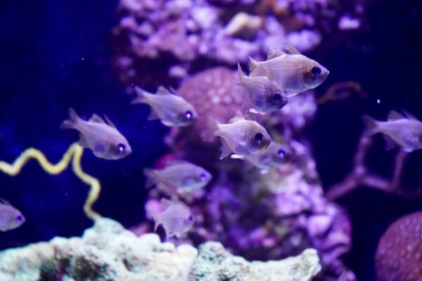 Peces nadando en un acuario marino con corriente de agua entre corales