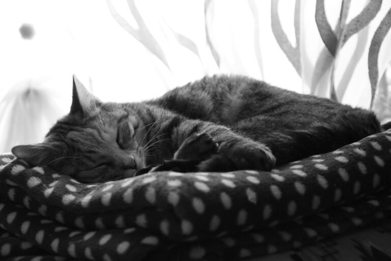 Gato durmiendo tranquilo sobre una manta junto a una ventana