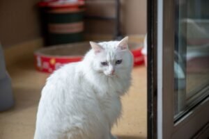 Gato blanco sentado junto a una puerta de cristal