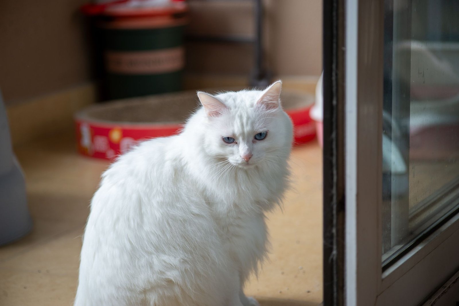 Gato blanco sentado junto a una puerta de cristal