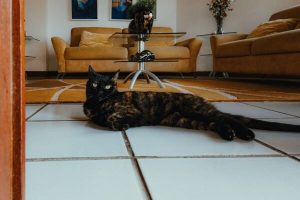 Gato negro tumbado en el suelo de un salón moderno