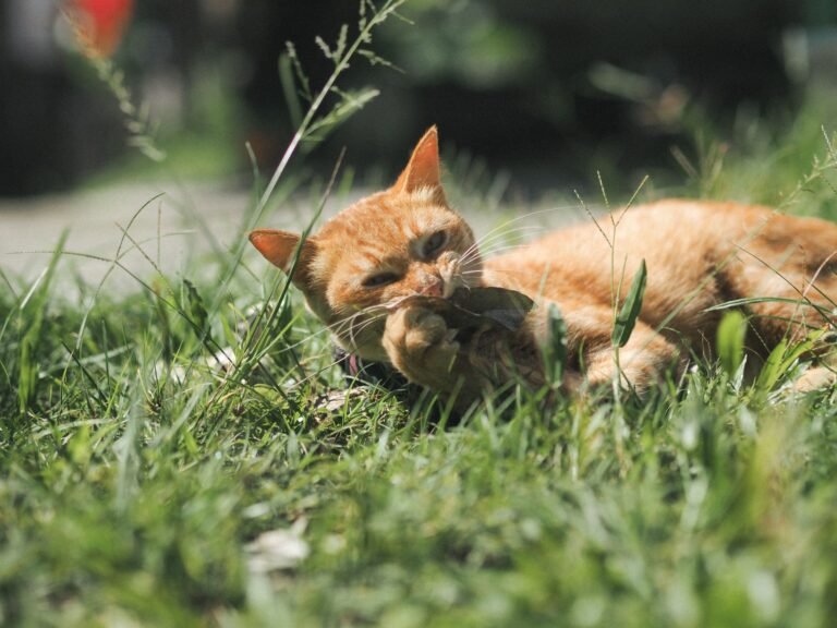 Gato masticando hierba en el jardín