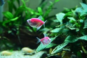 Peces de colores nadando en un acuario plantado bien iluminado con un foco LED de alta potencia
