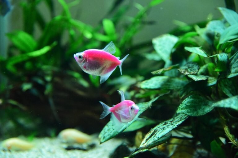 Peces de colores nadando en un acuario plantado bien iluminado con un foco LED de alta potencia
