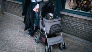 Perro pequeño paseando en un carrito para perros por una calle empedrada