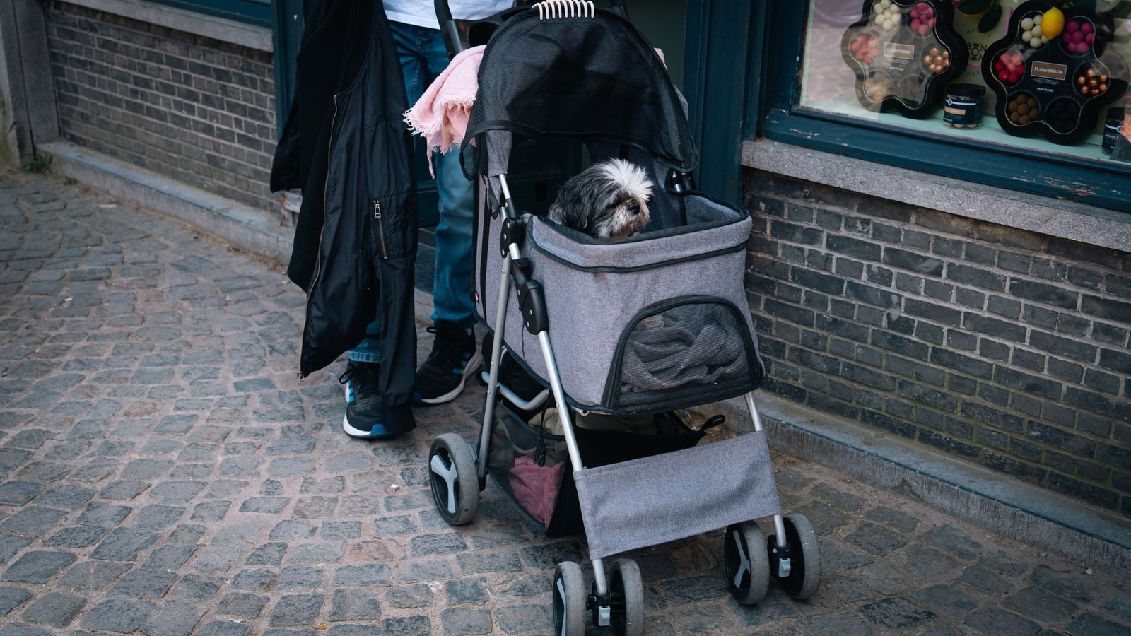 Perro pequeño paseando en un carrito para perros por una calle empedrada