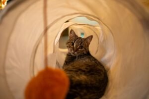 Gato asomándose por un túnel de juego