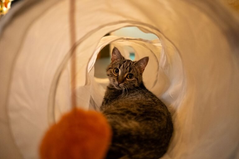 Gato asomándose por un túnel de juego