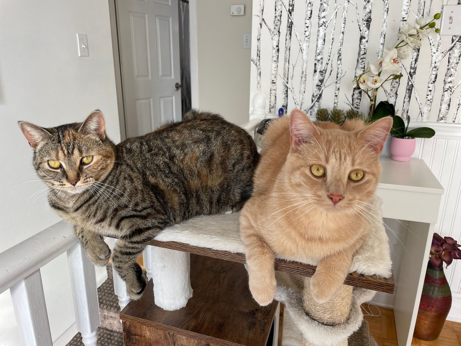 Dos gatos descansando sobre un árbol rascador multinivel en un salón moderno