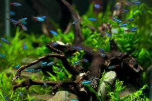 Acuario grande plantado con tetras neón nadando entre raíces