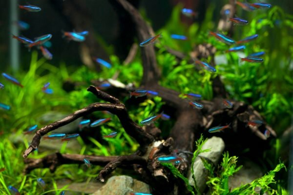 Acuario grande plantado con tetras neón nadando entre raíces
