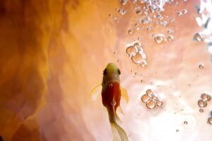 Pez dorado nadando bajo burbujas de aire en un acuario