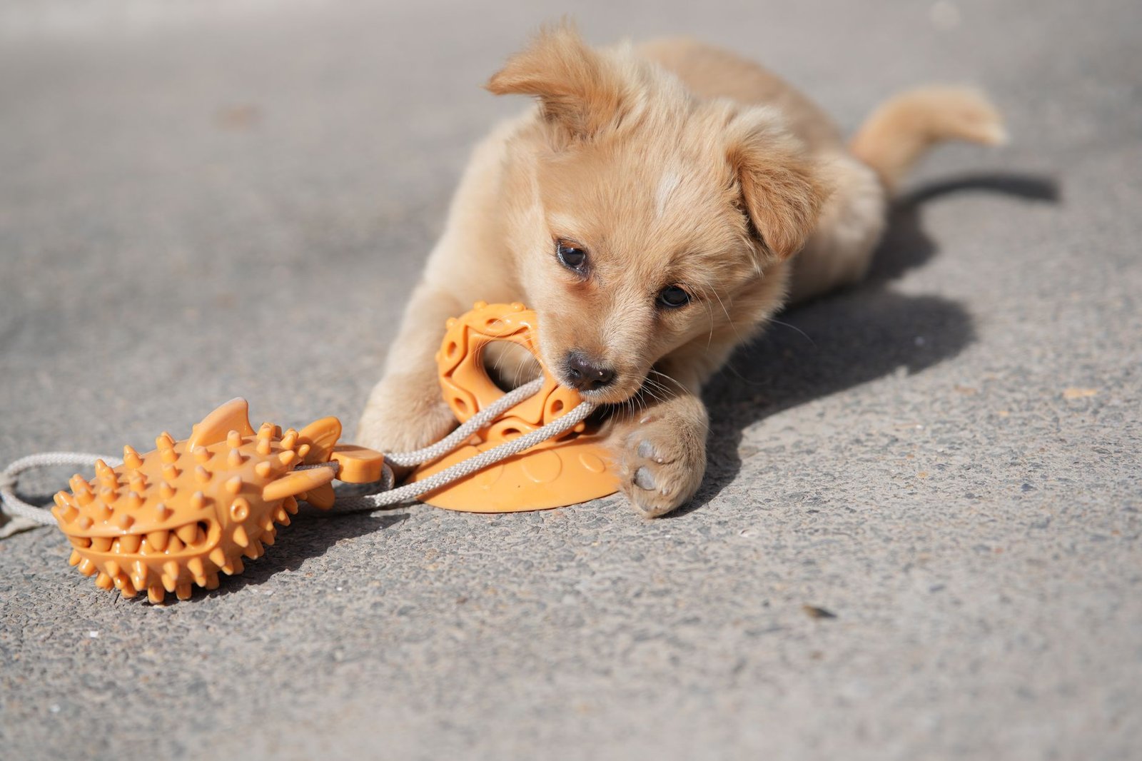 Cachorro mordiendo un juguete masticable naranja