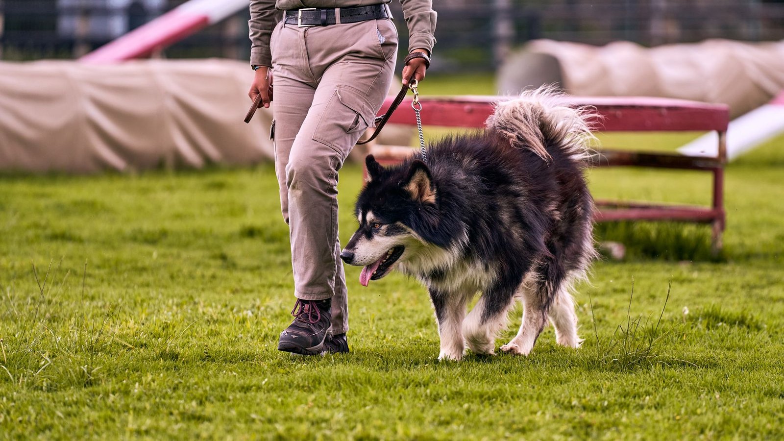 Persona paseando a un perro con correa por un parque
