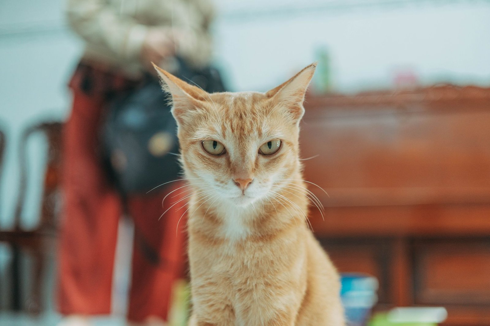Gato tranquilo en casa junto a su zona habitual
