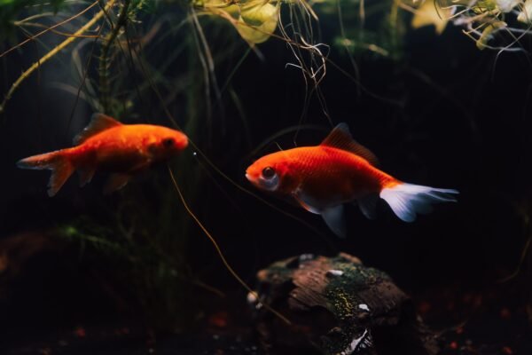 Peces dorados nadando en un acuario plantado con agua tratada