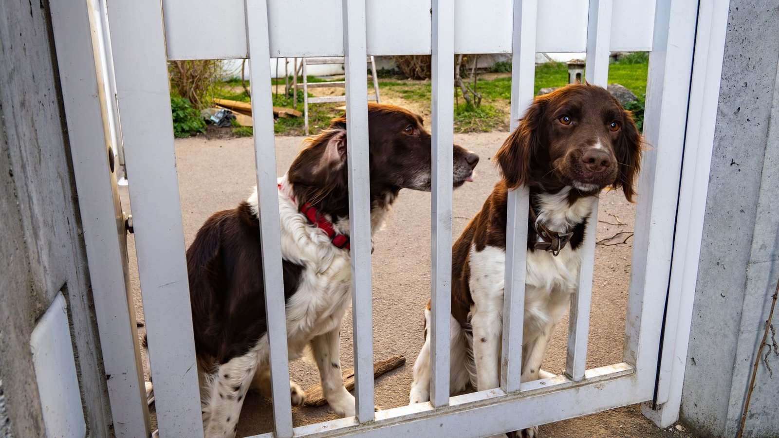 Dos perros mirando a través de una puerta blanca
