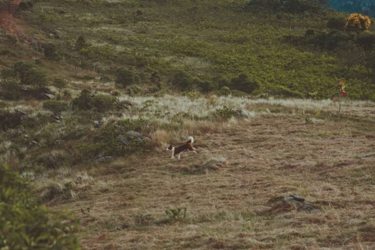 Perro corriendo solo a lo lejos en un campo abierto