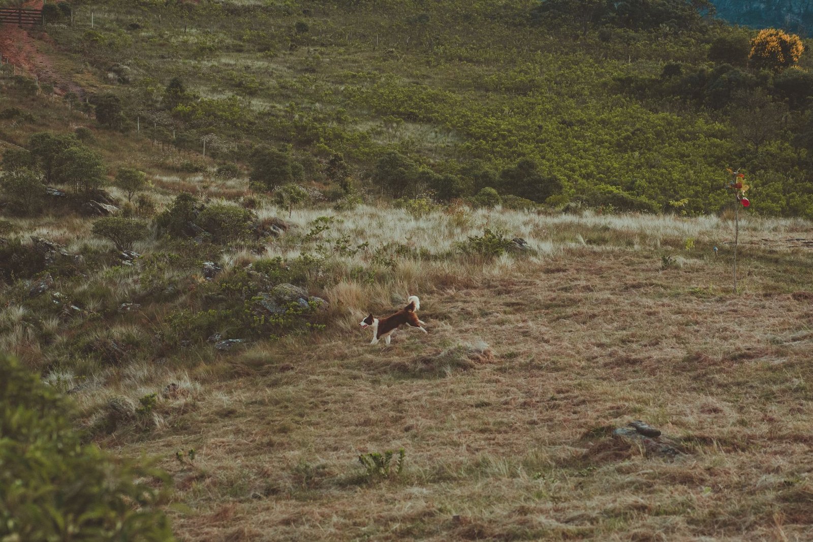 Perro corriendo solo a lo lejos en un campo abierto
