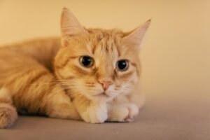 Gato atigrado naranja descansando tranquilo en el interior de una vivienda