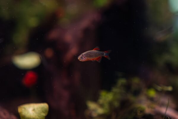Nano acuario plantado tipo aquascaping con luz suave